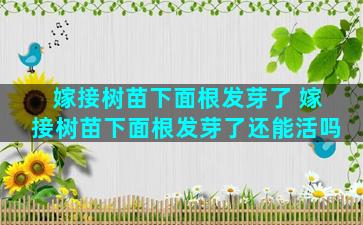 嫁接树苗下面根发芽了 嫁接树苗下面根发芽了还能活吗